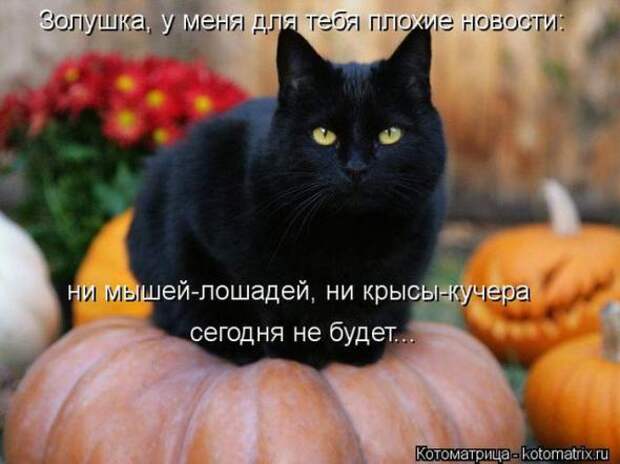 Котоматрицы (картинки с надписями)