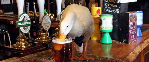 Star the duck who has seemingly been injured in a pub brawl. See SWNS story SWDUCK; A Devon duck who received worldwide fame for his drinking exploits has suffered serious injuries after a near-death encounter with a dog. Star Hayman and his handler Barrie Hayman are well known across the county. On Sunday Star had a run in with a dog and came away from the altercation with his bottom beak split down the middle. The owners of the dog, Meggie, posted on Facebook Star had "pushed his luck too far."