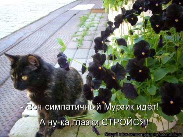Подборка Котоматриц 2010 - Выпуск 28