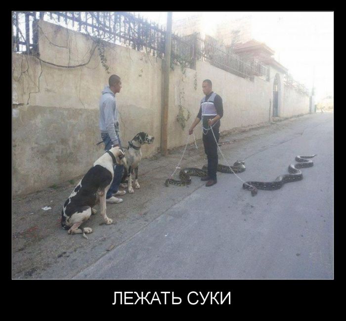 Демотиваторы демотиваторы, картинки, приколы