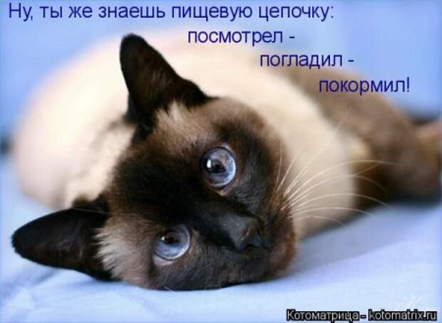 Она приходит... котЭматрикс!