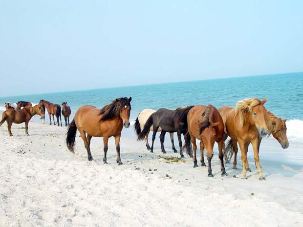 at-the-assateague-island-national-seashore-in-maryland-and-virginia-wild-horses-roam-freely-along-the-white-sand-beaches