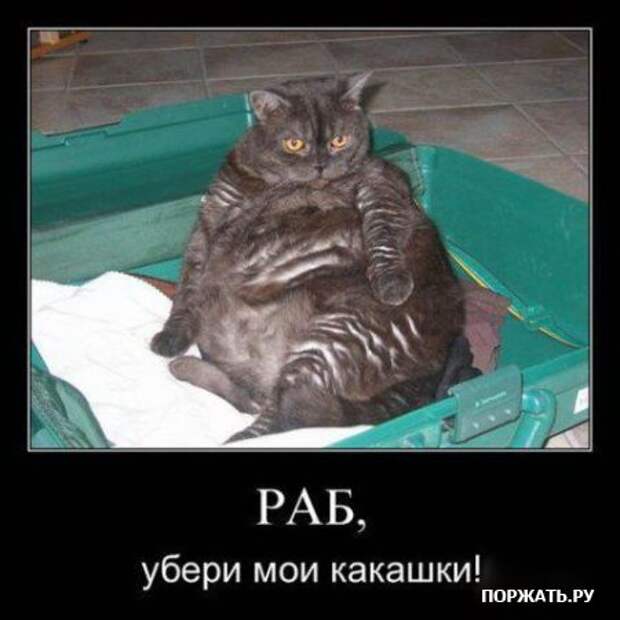 Демотиваторы про котэ (30 фотэ)