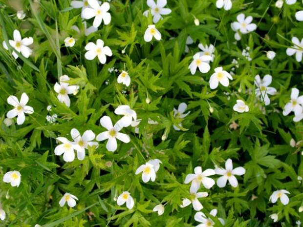 Анемона канадская, Ветреница канадская (Anemone canadensis)