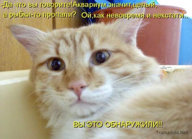 Летняя подборка Котоматриц 2010 - Выпуск 18