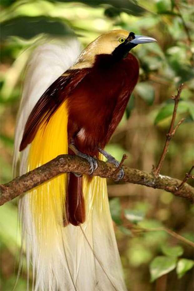Большая райская птица (Paradisaea raggiana), фото птицы картинка фотография