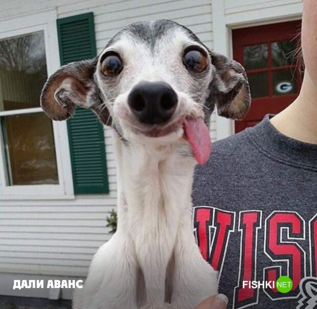 Надежда животные, юмор