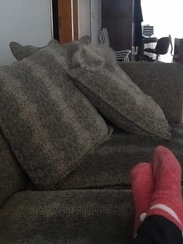 кошка маскируется