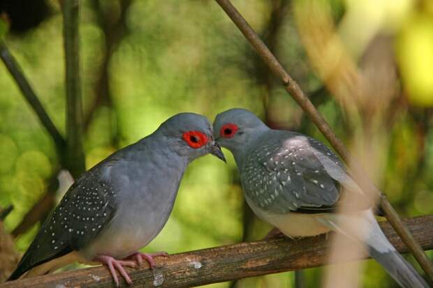 kisses_7(1)