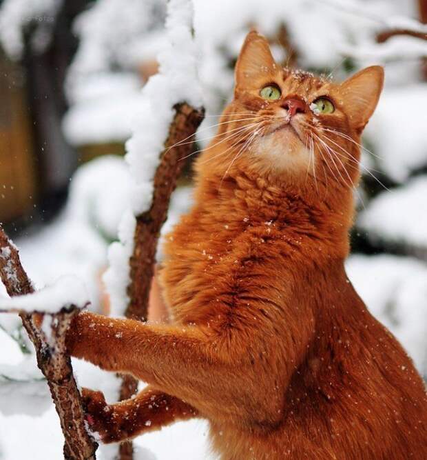Фотоприколы кучей