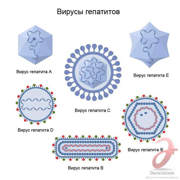 Вирусы различных гепатитов