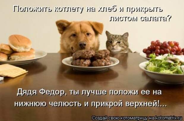 Свежая котоматрица на Бугаге (34 фото)