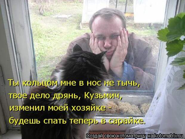 Лучшие котоматрицы недели (50 фото)