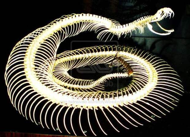 Полезные и интересные факты о змеях