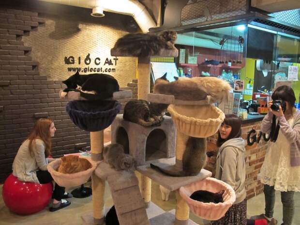 cat-cafe-4