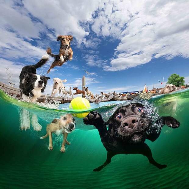 Животные под водой животные, под водой, фото