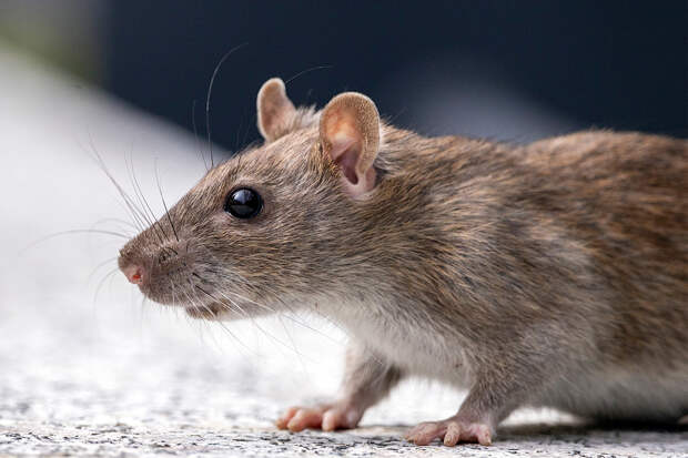 Крыса упала с потолка в суп к посетительнице кафе и попала на видео