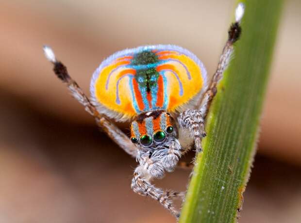 peacockspider04
