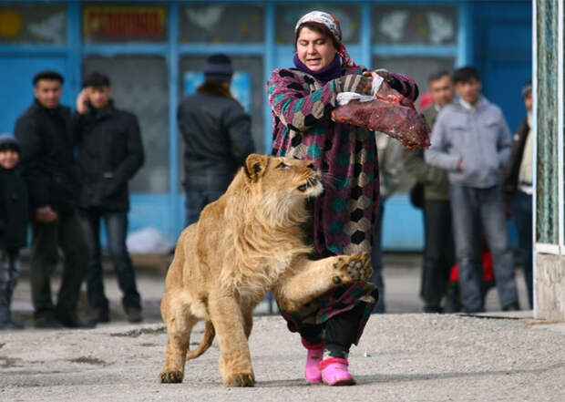 10. Лев 10. Лев животные, юмор