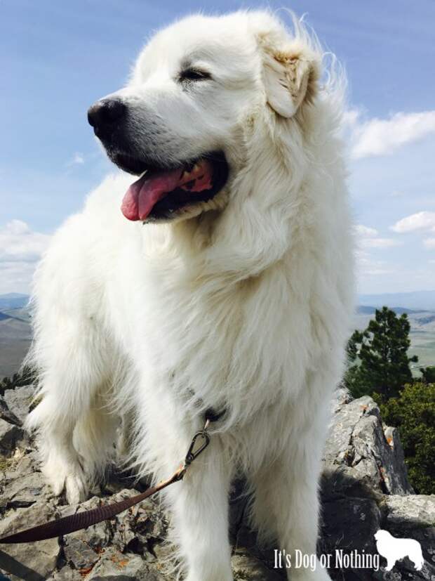 Great Pyrenees