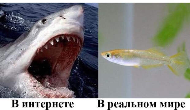 Различия людей в интернете и в реальной жизни (19 фото)