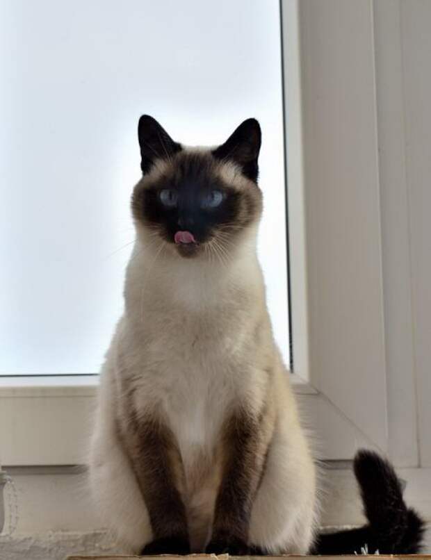 Животные на фото, вот кому живется хорошо.