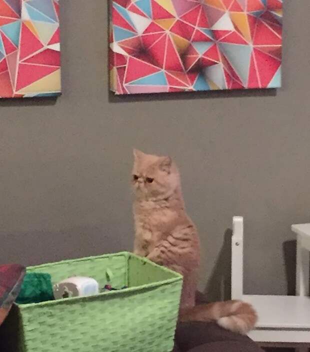кот Джорж 