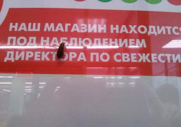 Смешные объявления, вывески, рекламки, ценники. часть 67 (23 фото)