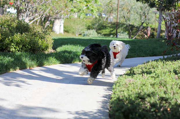Adams™ Flea & Tick Products