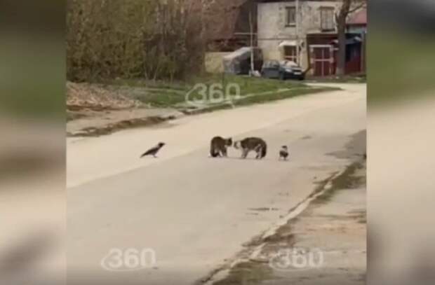 Жители Перми сняли драку котов при участии ворон-секундантов