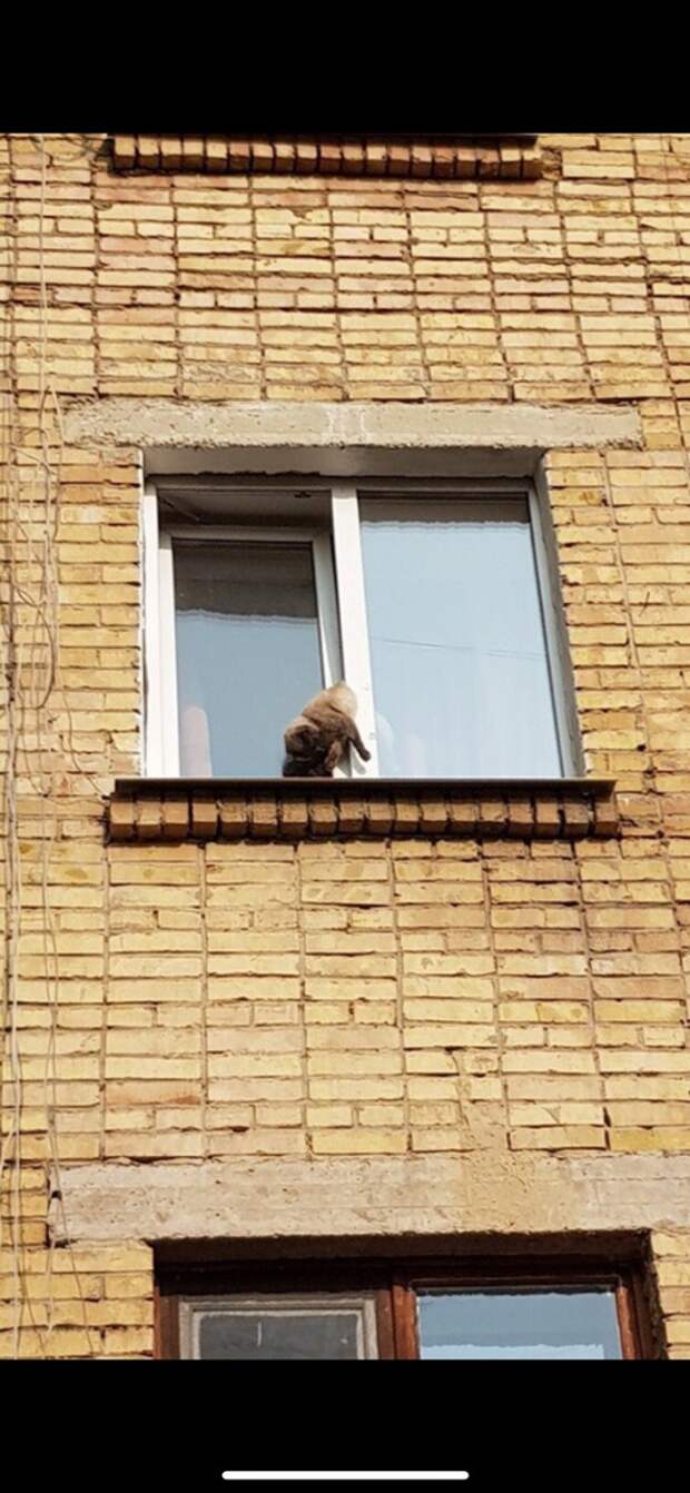 кот висит в окне