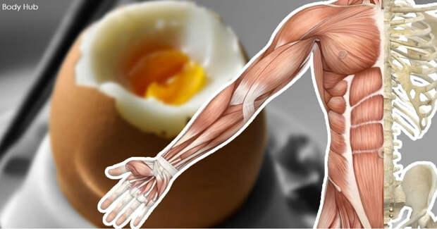 13 чудесных вещей, которые произойдут с вашим телом, если вы каждый день будете есть яйца