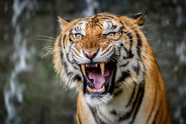 Тигра-людоеда поймали живьем