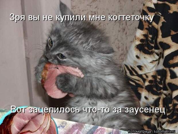 Лучшие котоматрицы недели (50 фото)