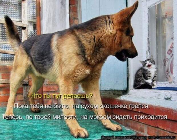Котоматрица 26