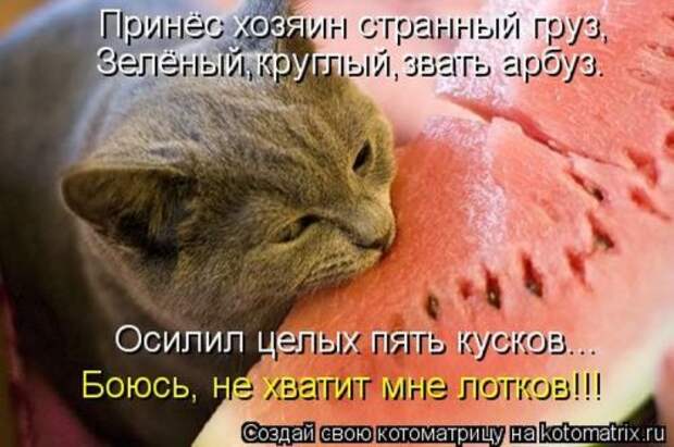 Веселая котоматрица за неделю (28 шт)
