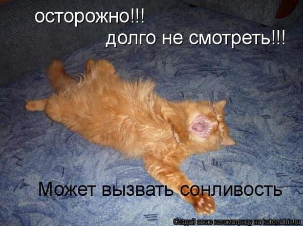 Говорят коты!