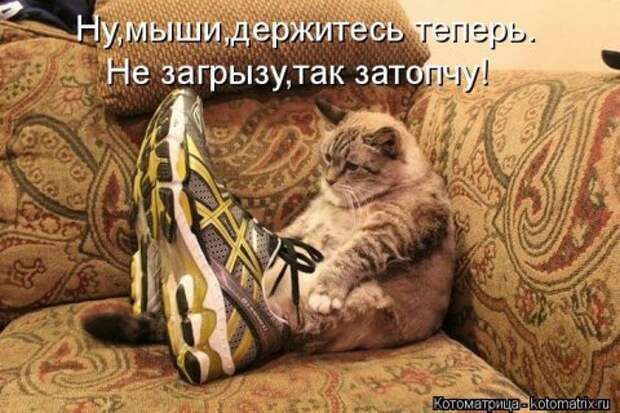 Новые крутые котоматрицы первой недели октября (50 фото) Новые крутые котоматрицы первой недели октября (50 фото)
