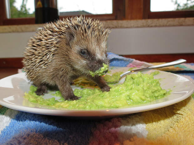 funny-animals-eating-37__605