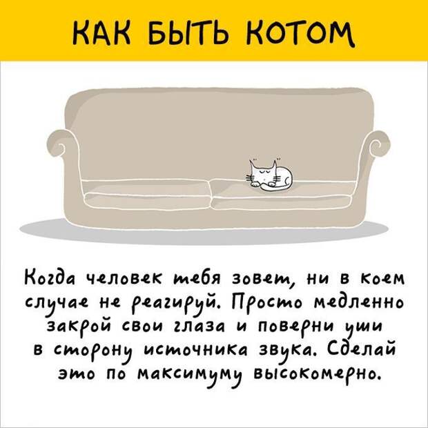 12 картинок с инструкциями о том, как быть котом инструкция, кот, юмор