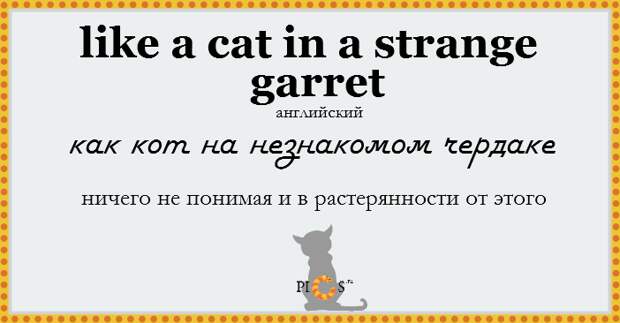 catidiom14