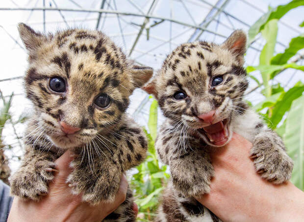 Дымчатые леопарды, родившиеся в начале марта 2015 года в зоопарке Бельгии