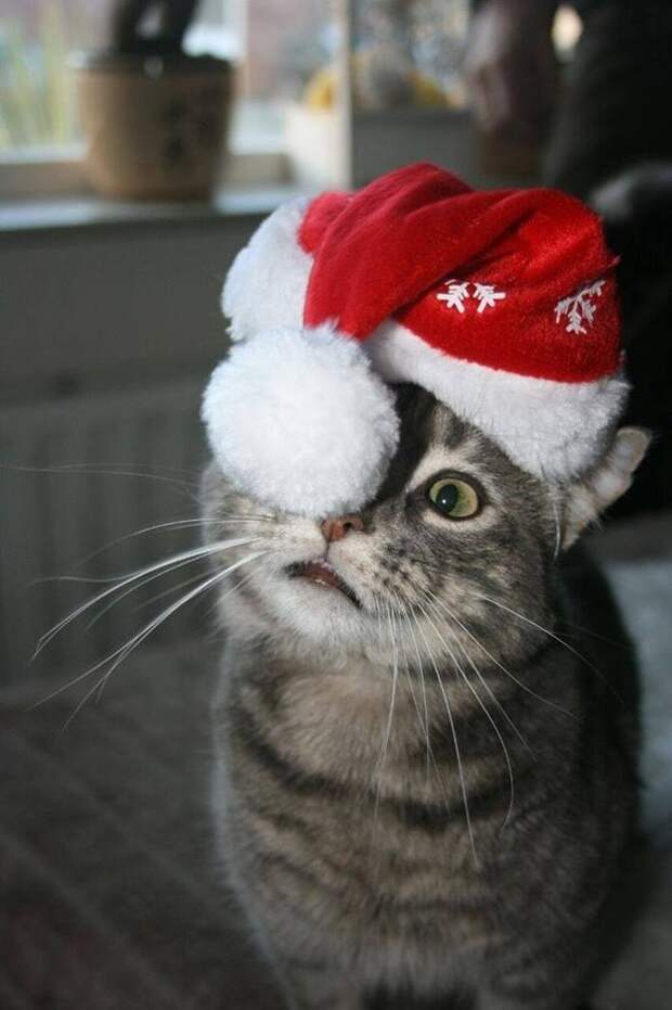23 фотографии котиков, которые растопят ваше сердце   животные, кот, позитив, фото
