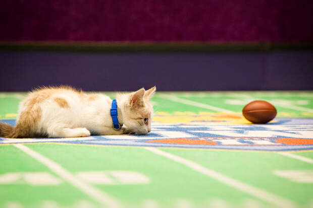 Kitten Bowl