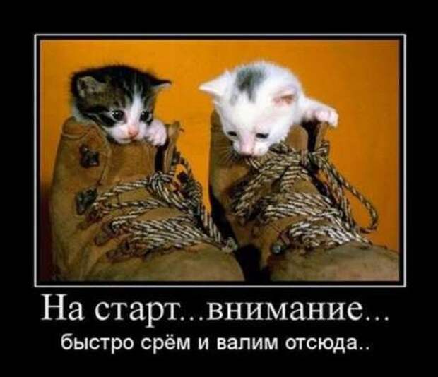 Фотографии с прикольными подписями, новые демотиваторы.