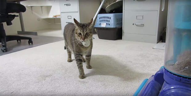 Кормушка, которая заставит кота поохотиться кормушка, кот, охота