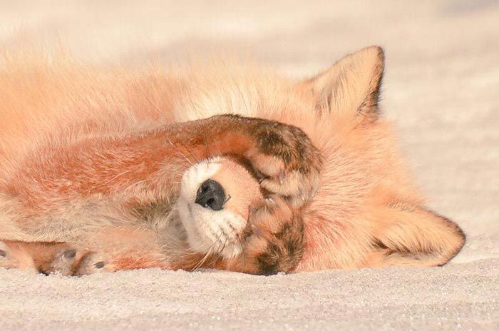 Hokkaido  cute animals, Хоккайдо милые животные