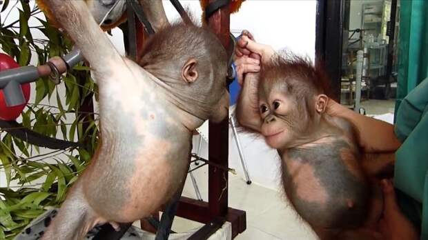 Чудом выживший малыш орангутан впервые встретил себе подобного и… зацеловал его! животные, прикол, юмор