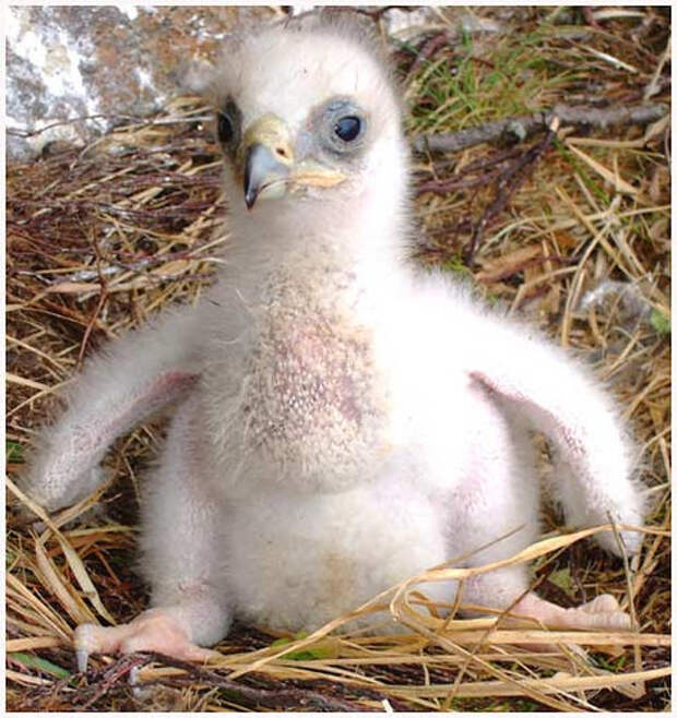 23. Птенец орла 23. Птенец орла детеныш, животные