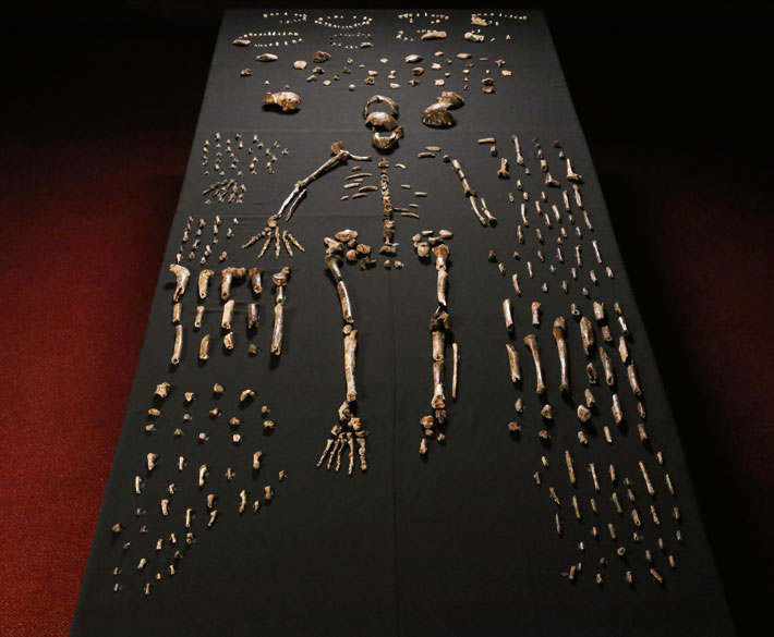 Кости Homo Naledi – нового вида человека. Фото: John Hawks / Wits University.